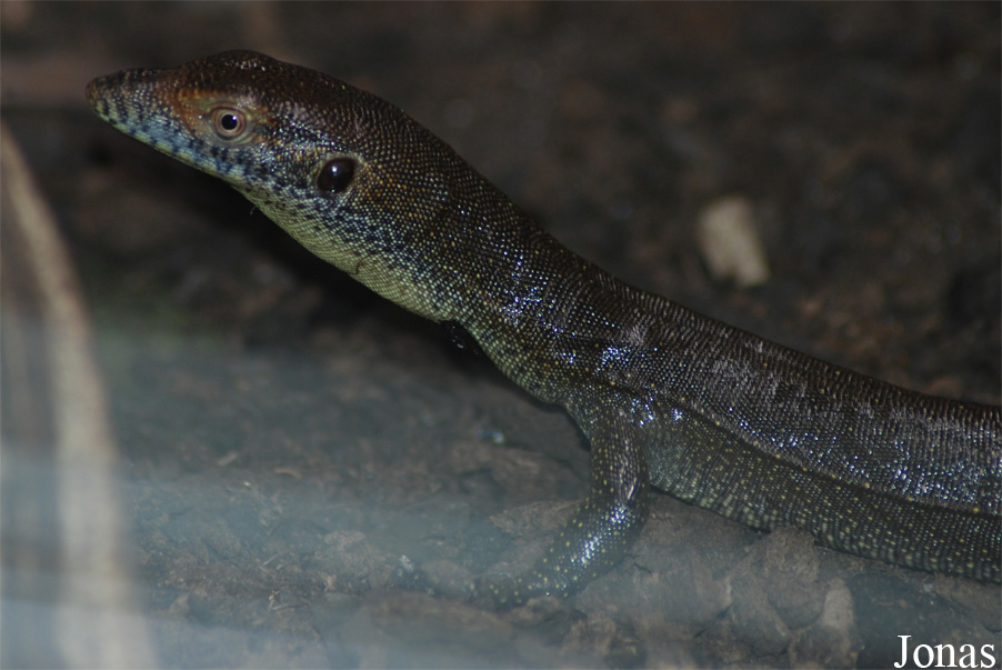 Varanus mertensi