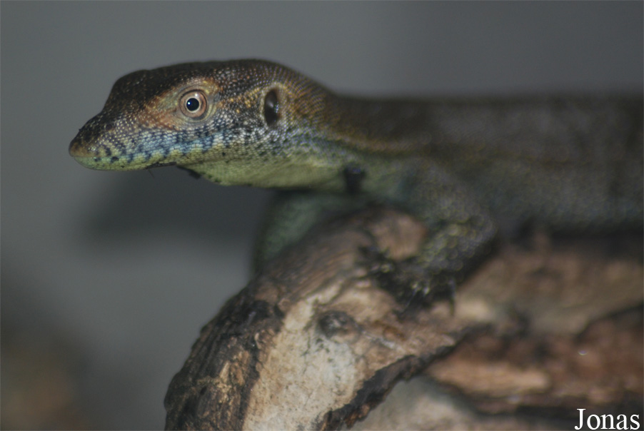 Varanus mertensi