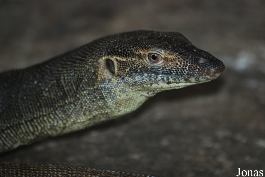 Varanus mertensi