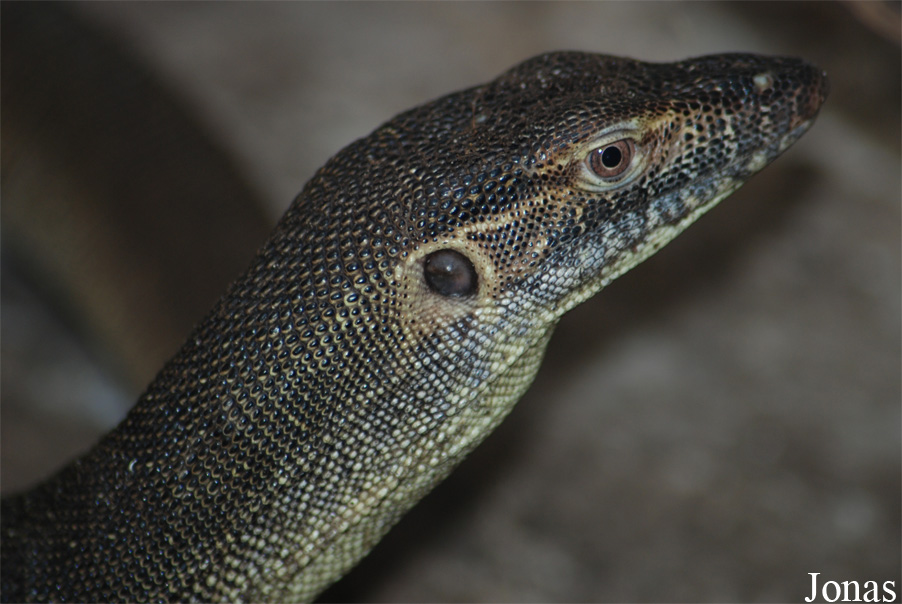 Varanus mertensi