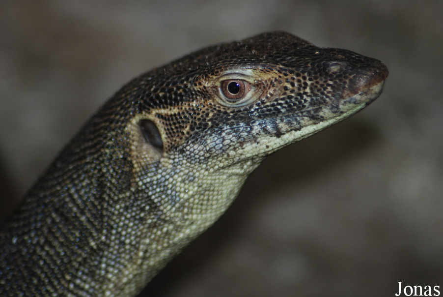 Varanus mertensi