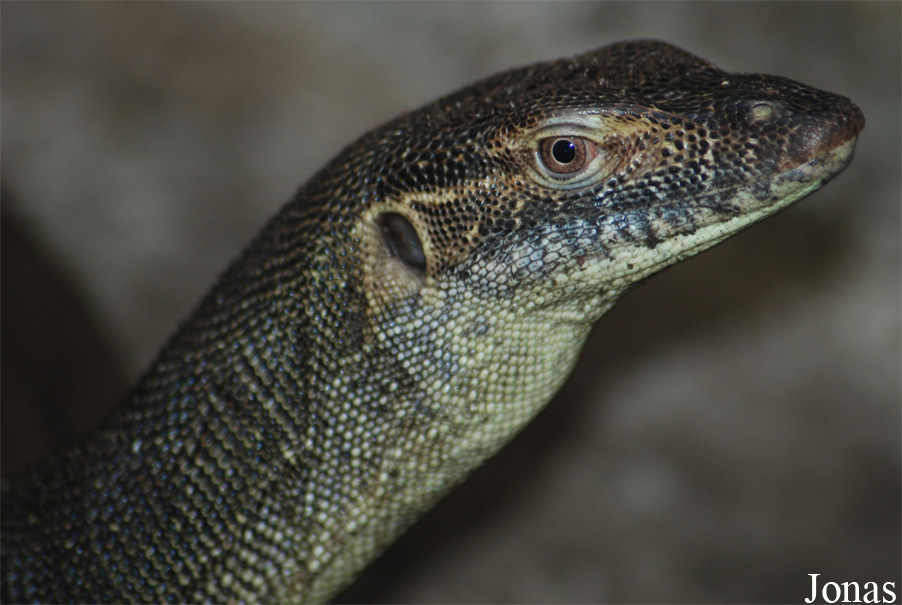 Varanus mertensi
