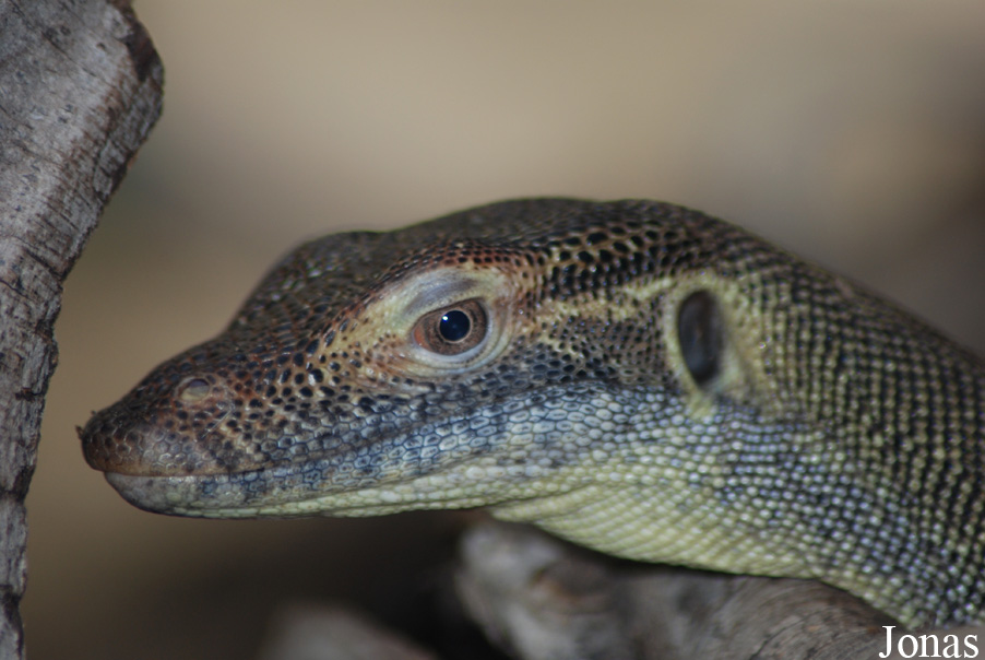 Varanus mertensi
