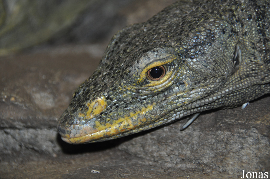 Varanus olivaceus