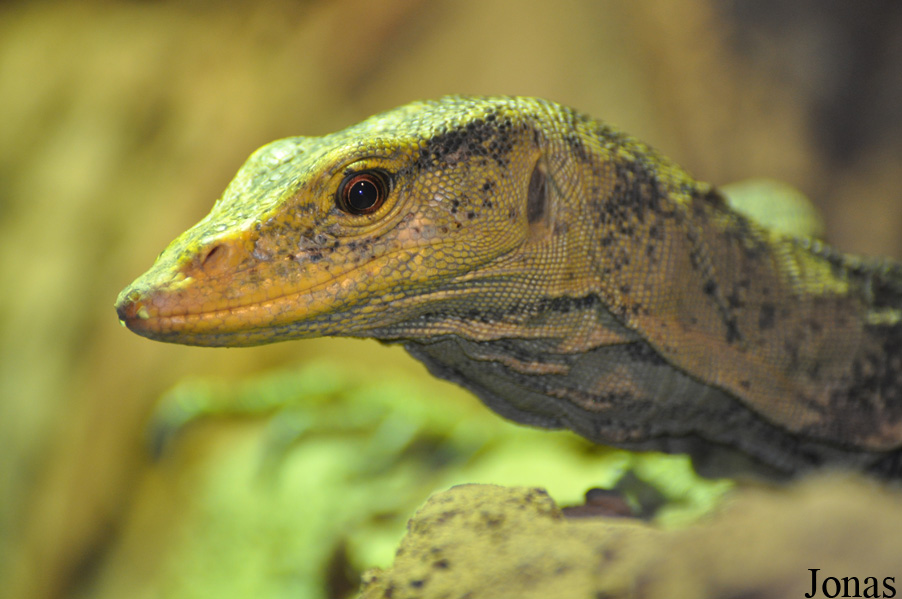Varanus olivaceus