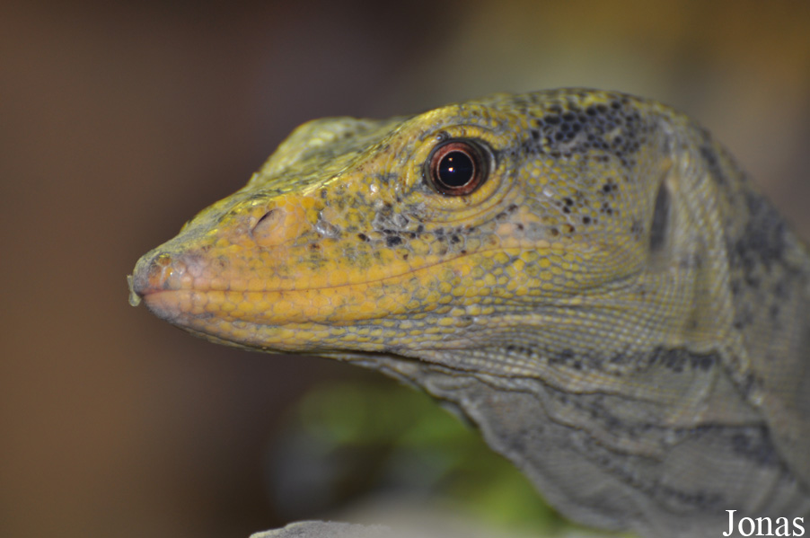 Varanus olivaceus