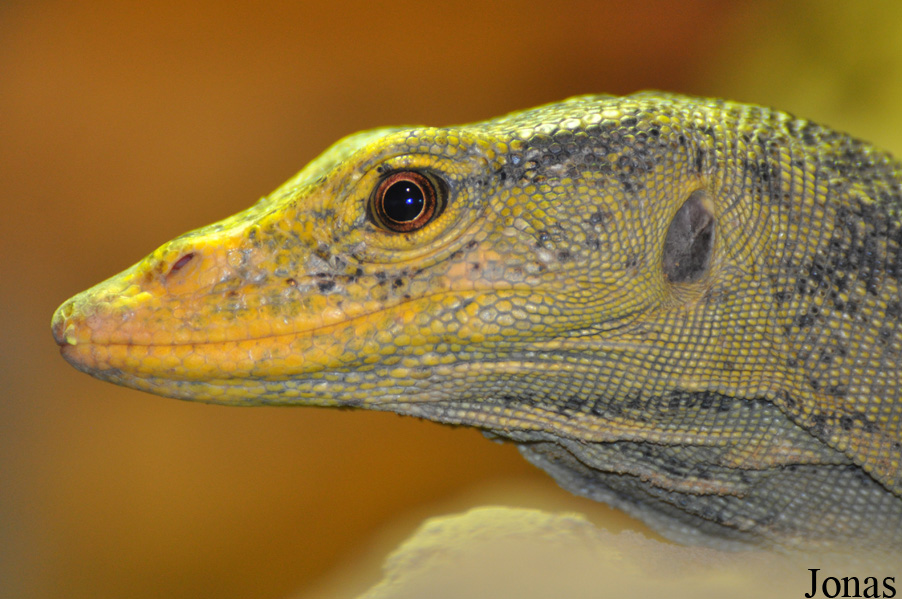 Varanus olivaceus