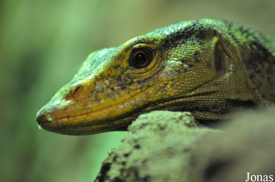 Varanus olivaceus