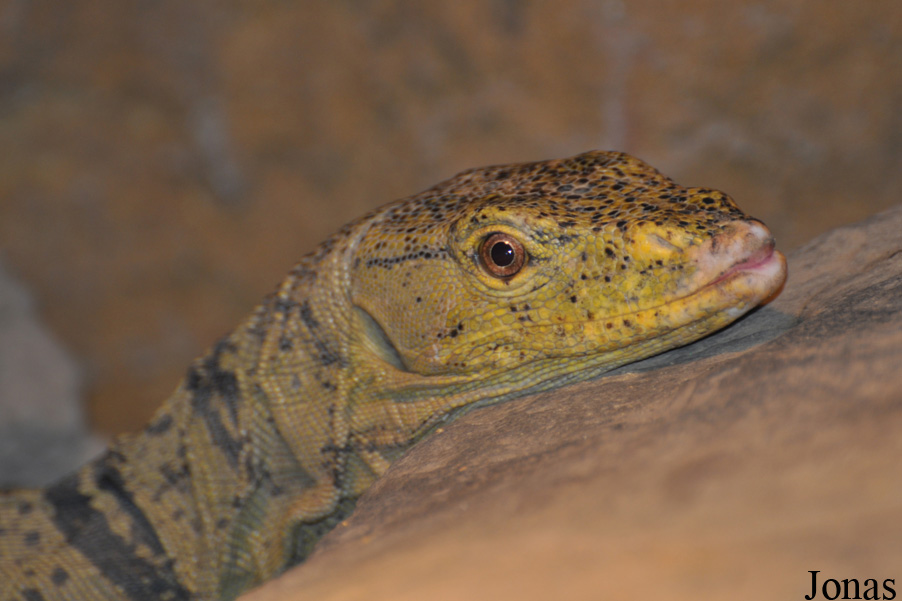 Varanus olivaceus