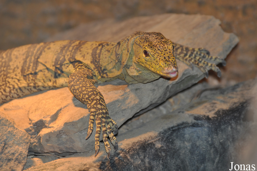 Varanus olivaceus