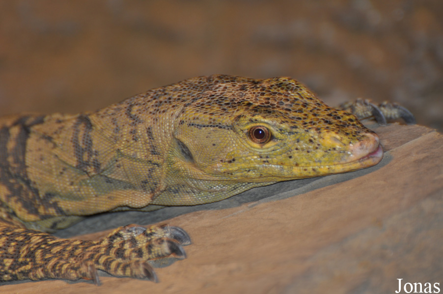 Varanus olivaceus