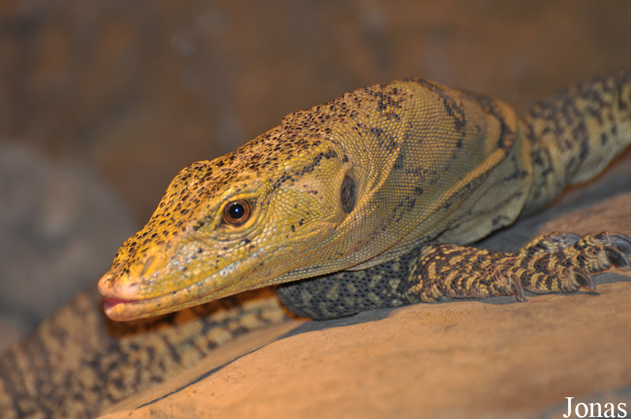 Varanus olivaceus