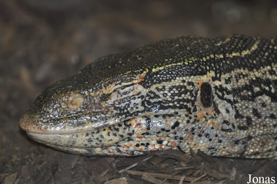 Varanus ornatus