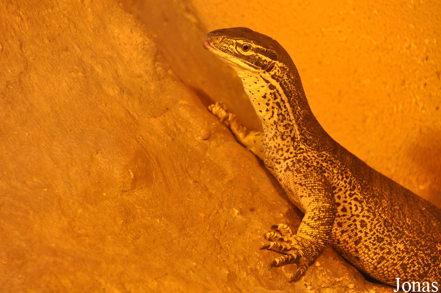Varanus panoptes