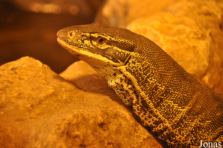 Varanus panoptes