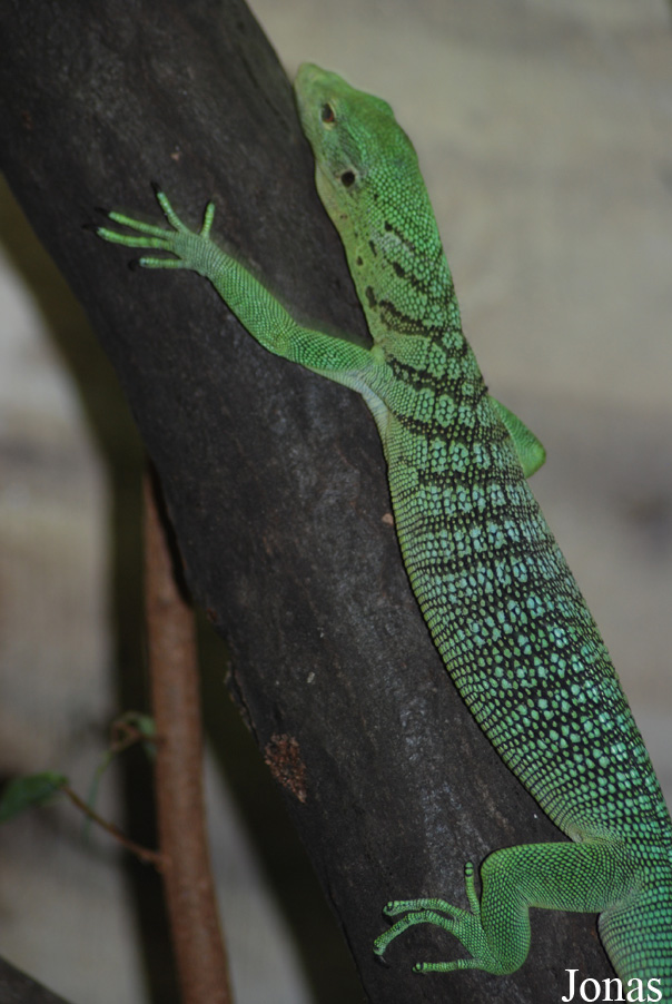 Varanus prasinus