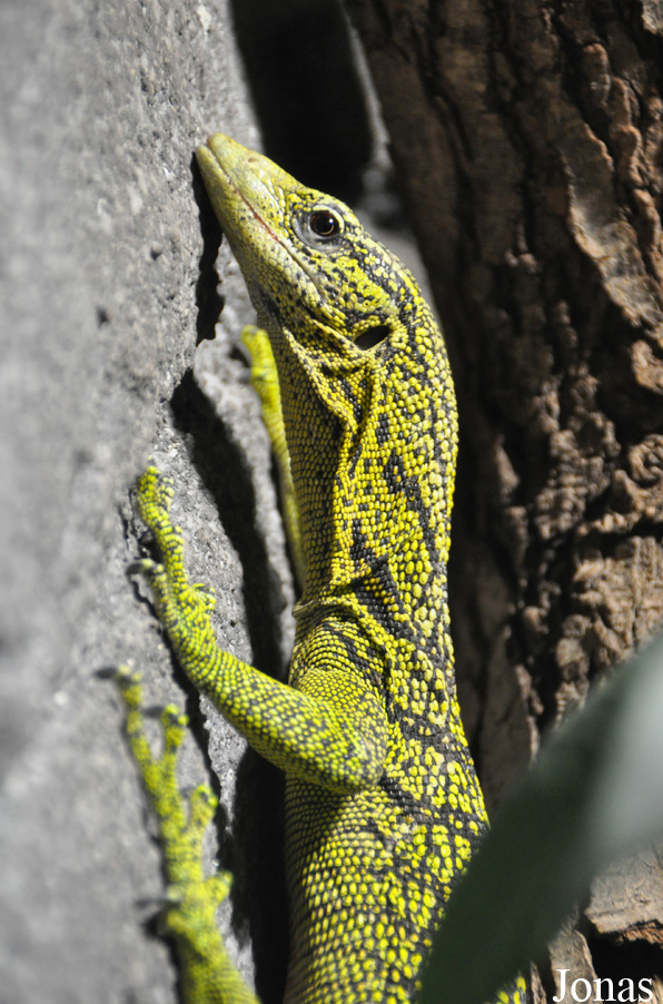 Varanus reisingeri