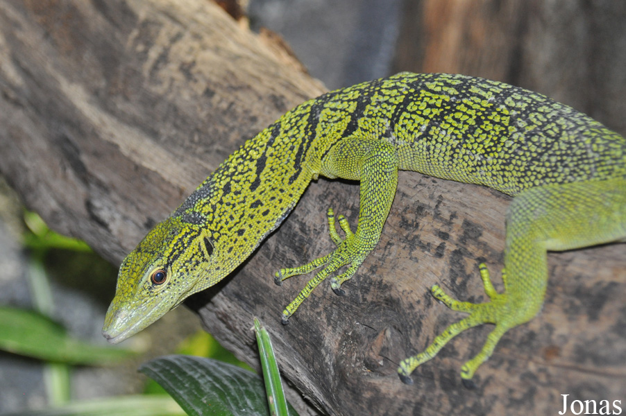 Varanus reisingeri