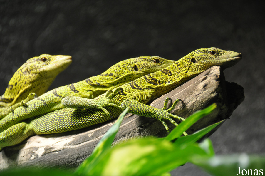 Varanus reisingeri