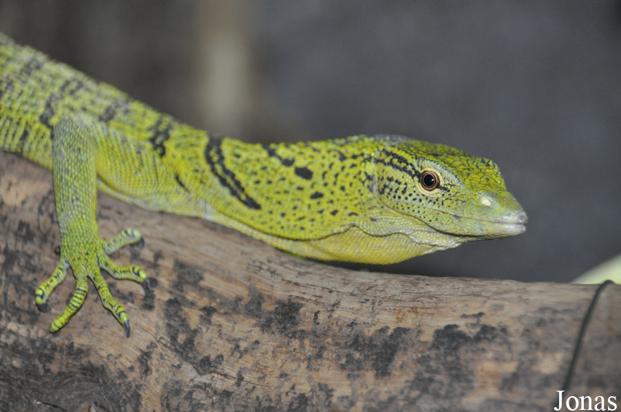 Varanus reisingeri