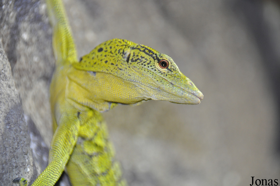 Varanus reisingeri