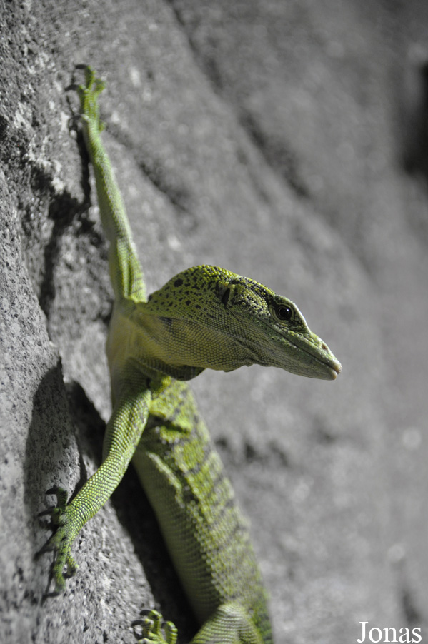 Varanus reisingeri