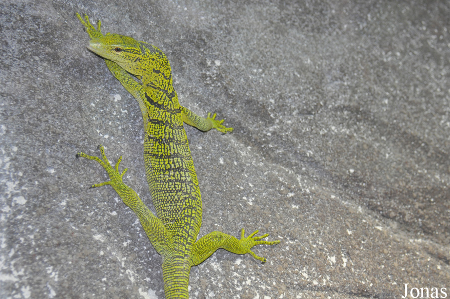 Varanus reisingeri