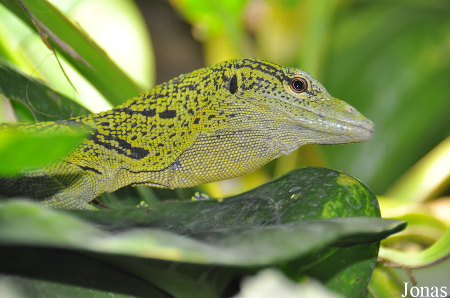 Varanus reisingeri