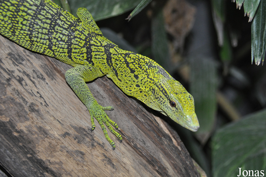 Varanus reisingeri