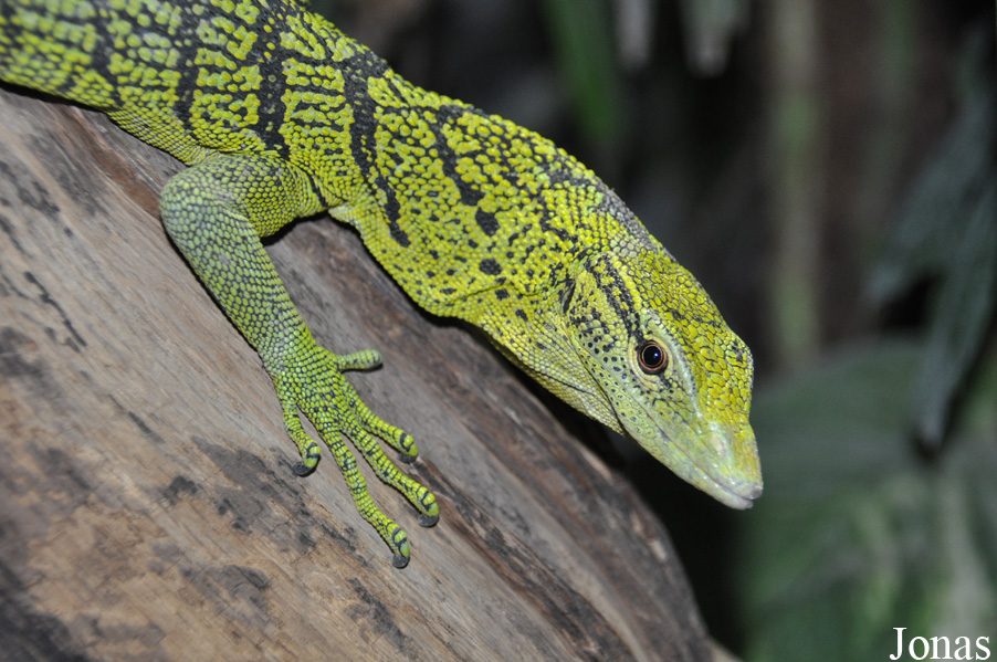 Varanus reisingeri