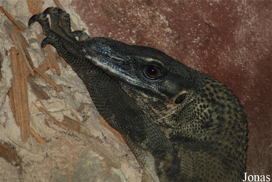 Varanus rudicollis