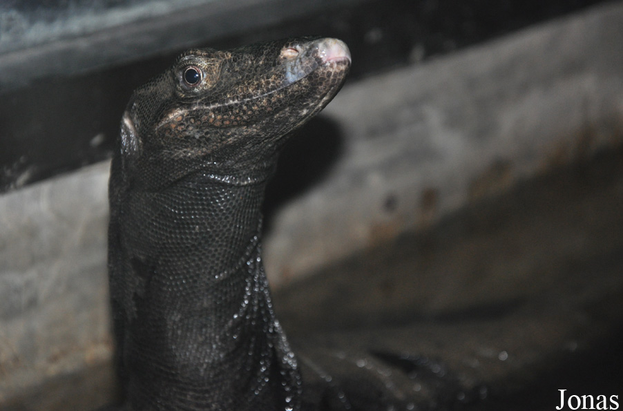 Varanus salvator komaini