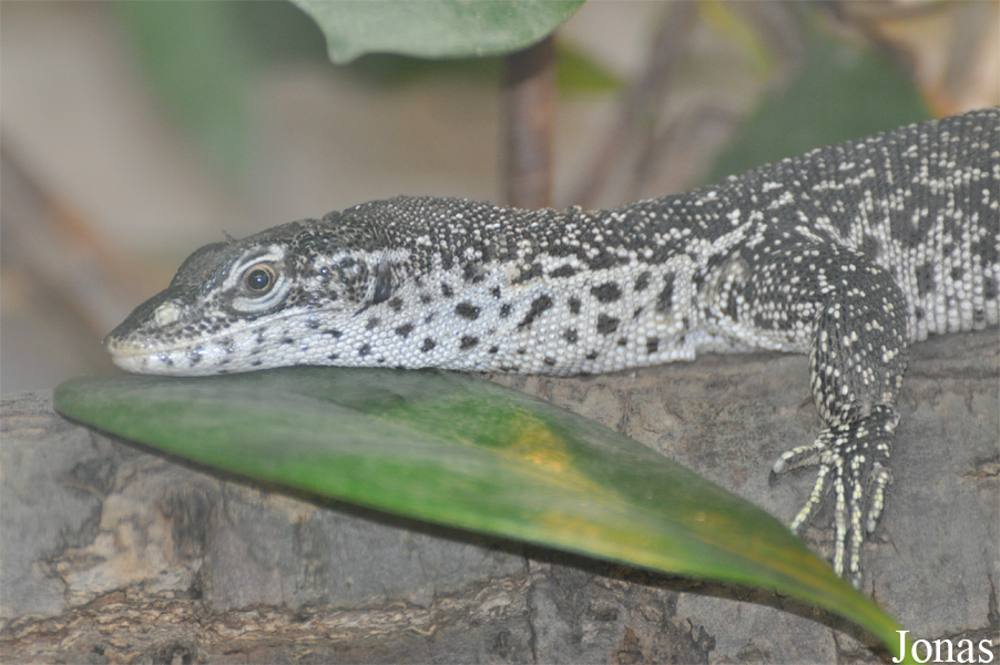 Varanus similis