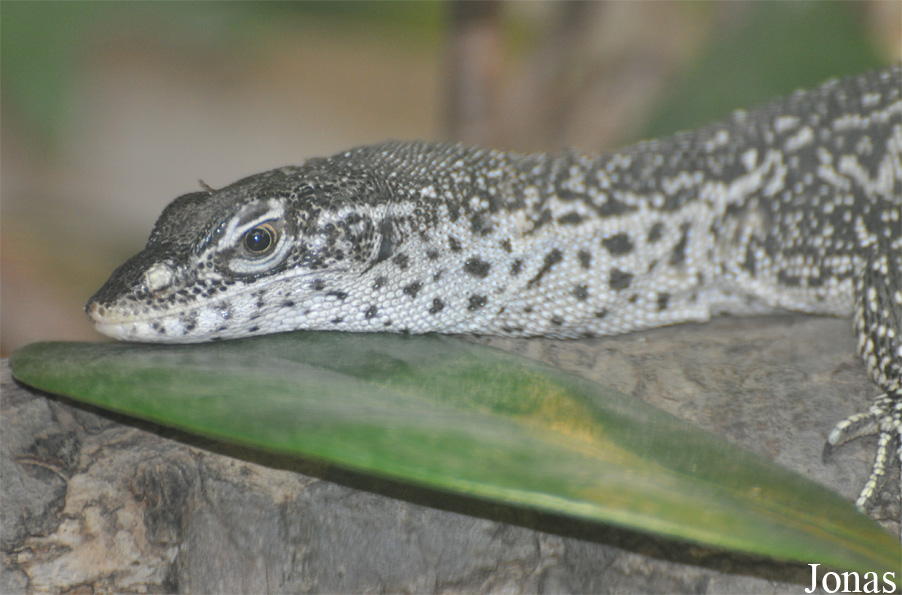 Varanus similis
