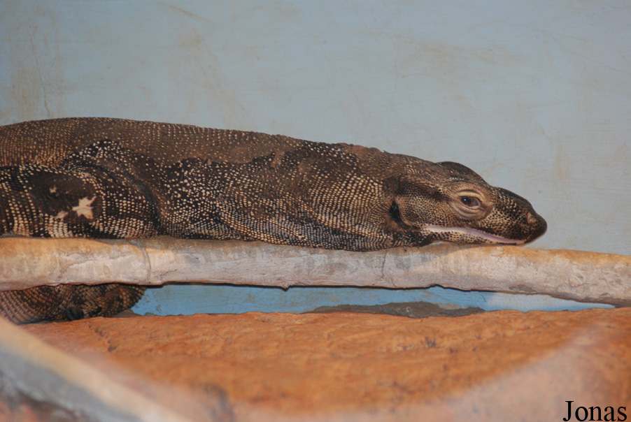 Varanus varius