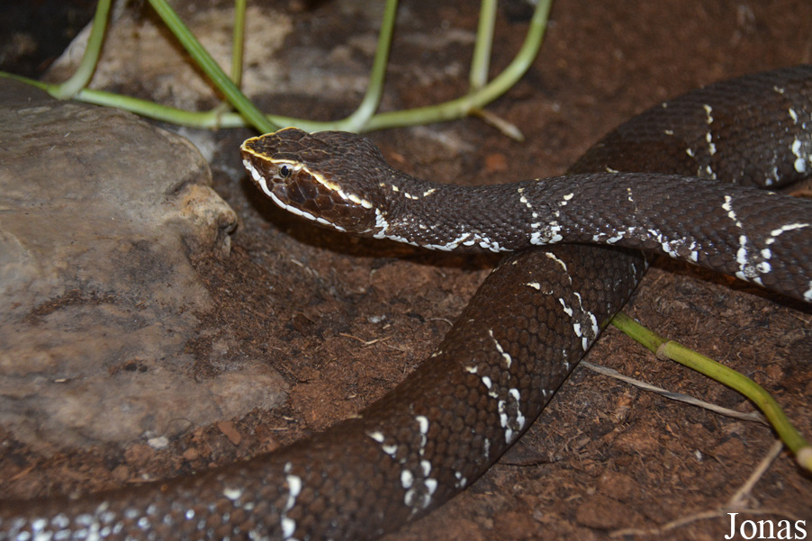 Agkistrodon bilineatus
