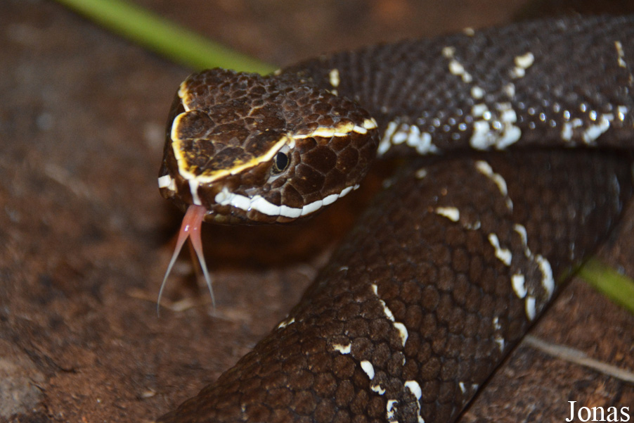 Agkistrodon bilineatus