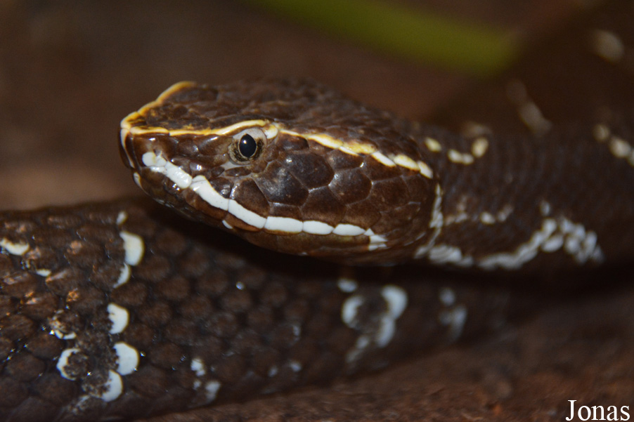 Agkistrodon bilineatus