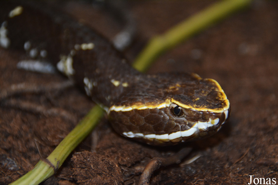 Agkistrodon bilineatus