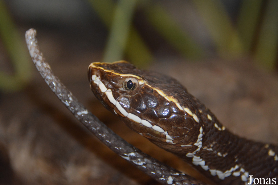 Agkistrodon bilineatus