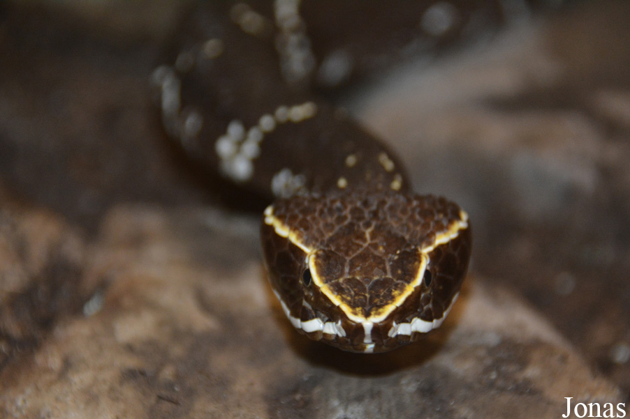 Agkistrodon bilineatus
