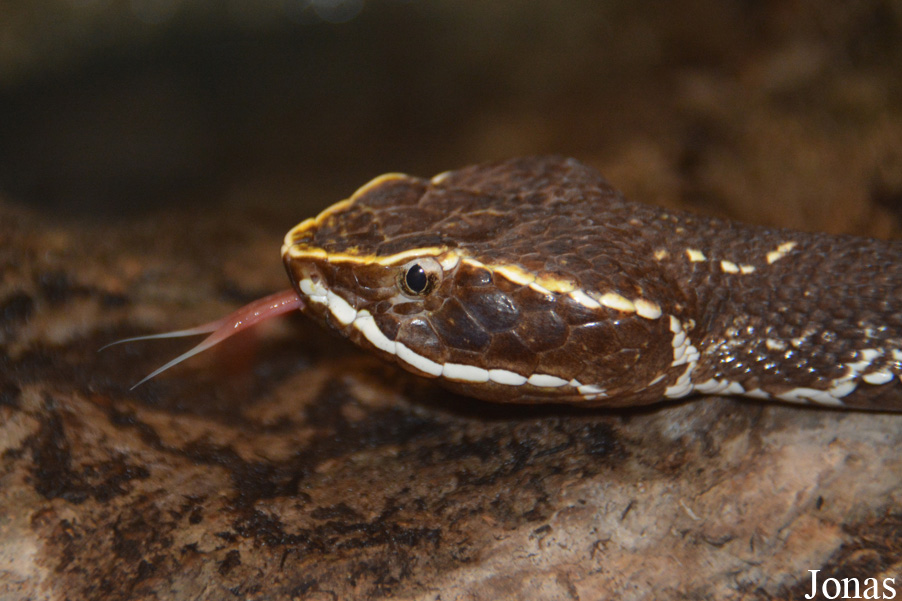 Agkistrodon bilineatus