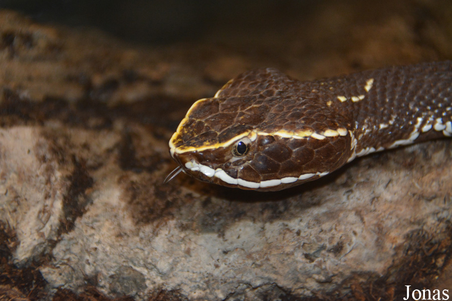Agkistrodon bilineatus