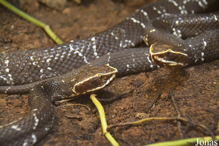 Agkistrodon bilineatus