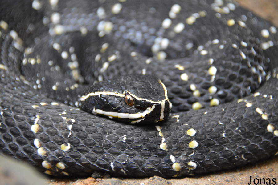 Agkistrodon bilineatus
