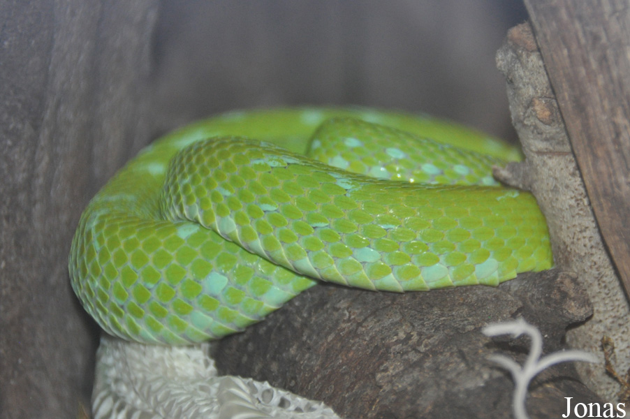 Bothriechis rowleyi