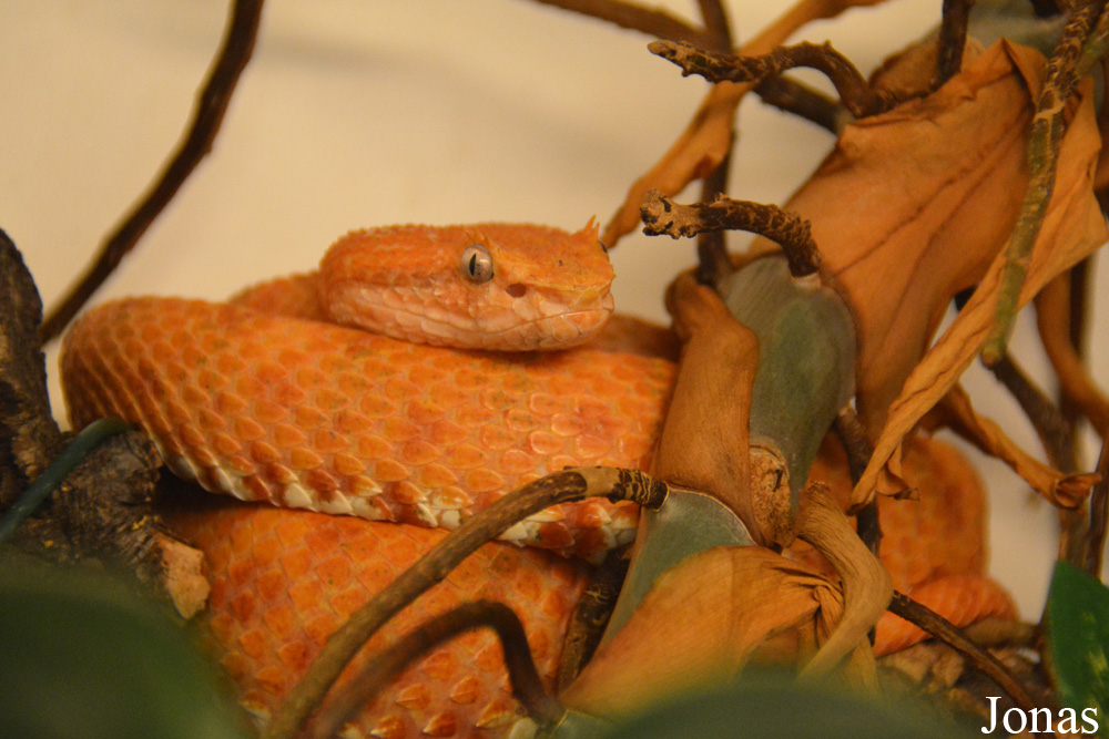 Bothriechis schlegelii