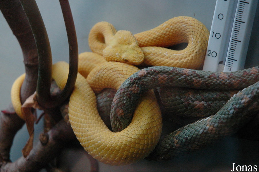Bothriechis schlegelii