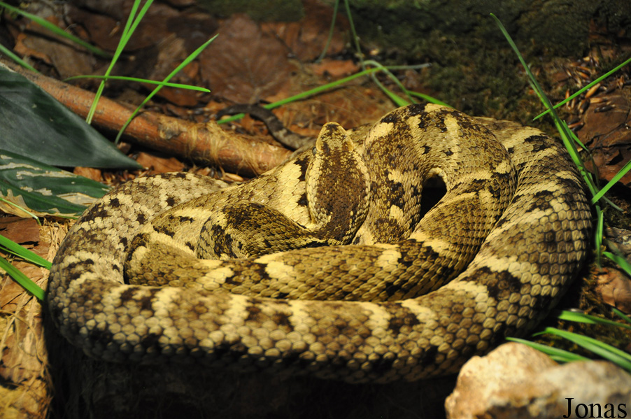 Bothrocophias colombianus