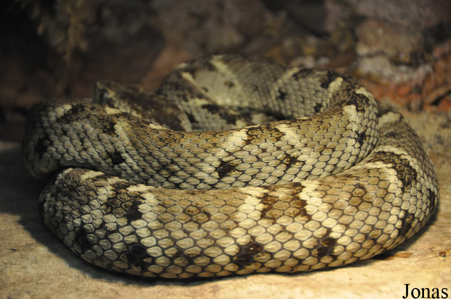 Bothrocophias colombianus